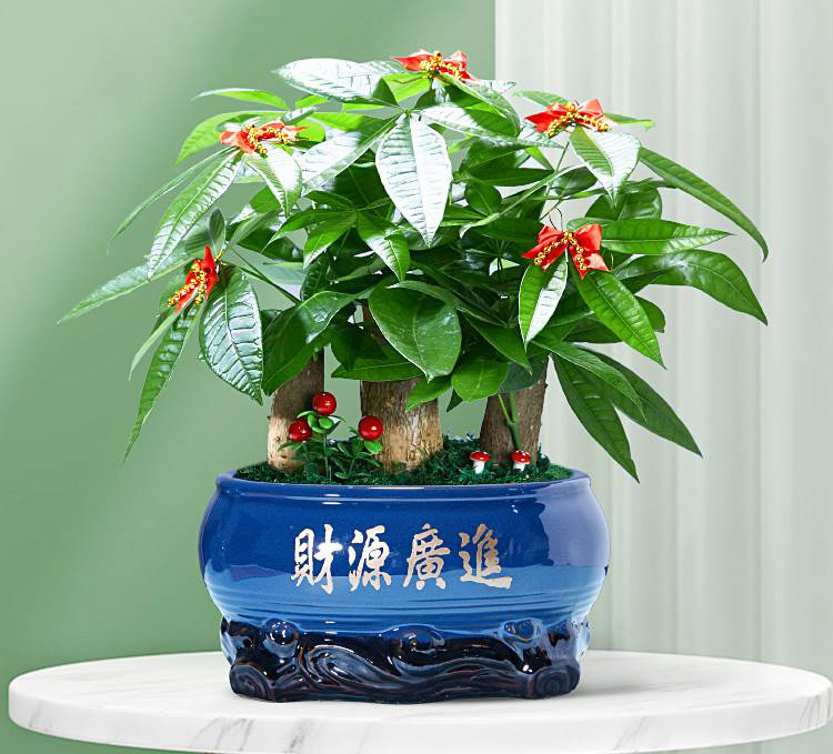 适合领导办公室绿植有什么？