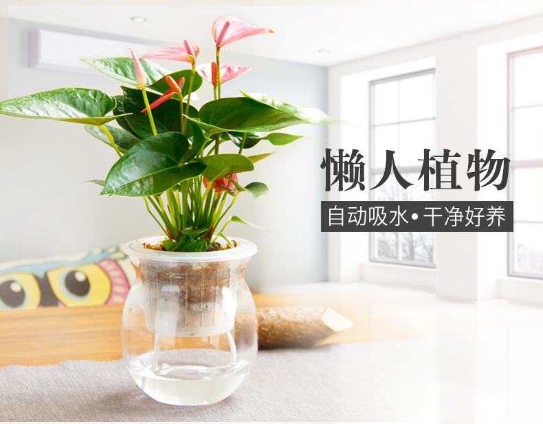 水培红掌 粉掌