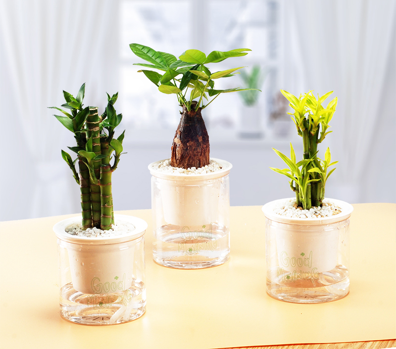 节节高青+发财树+节节高金