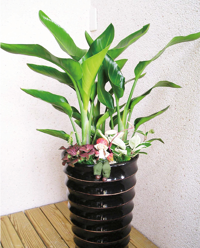 天堂鸟、鹤望兰