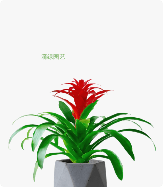 一枝装凤梨、鸿运当头