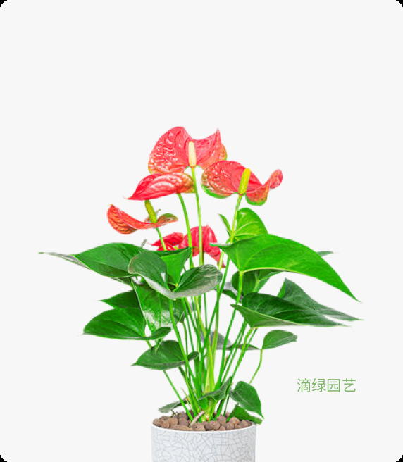 桌面红掌