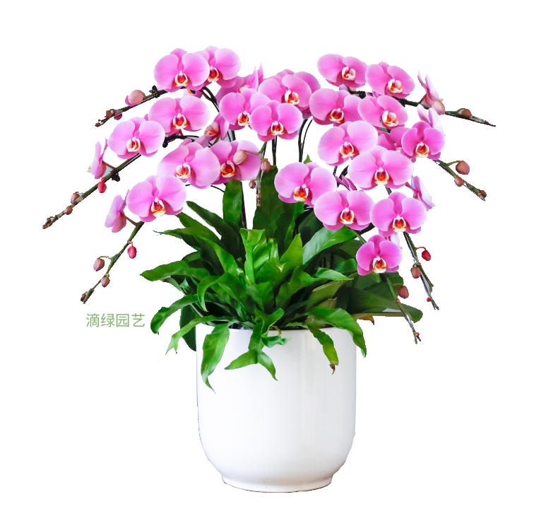 十支蝴蝶兰-粉红