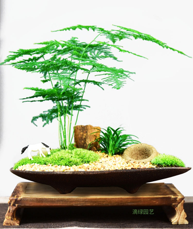 云竹+苔藓+菖蒲