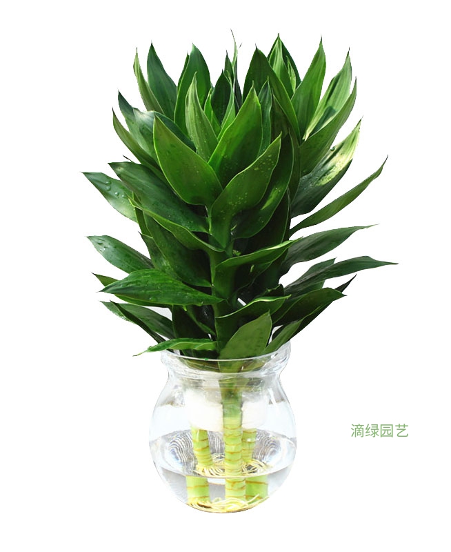 荷花竹