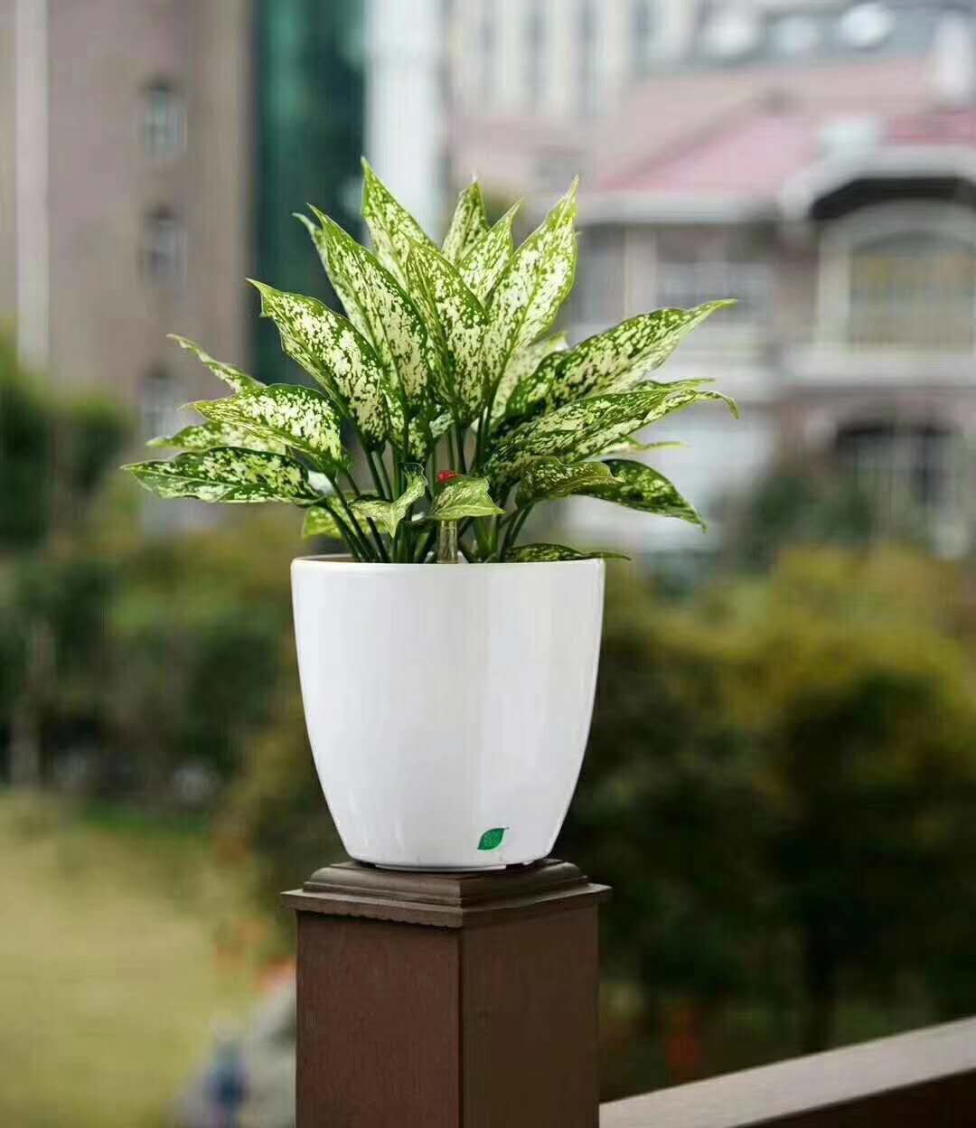 绿植花卉租摆 绿化养护 上海滴绿园艺 商务插花