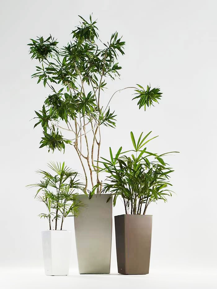 上海绿植租摆：室内净化空气植物品种推荐