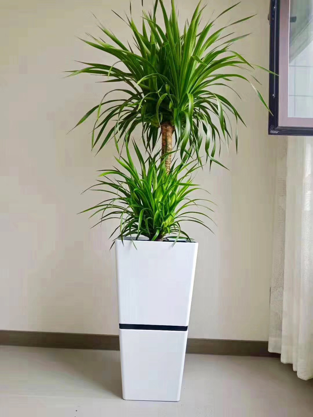 龙血树在植物租赁过程中的一种常见植物品种