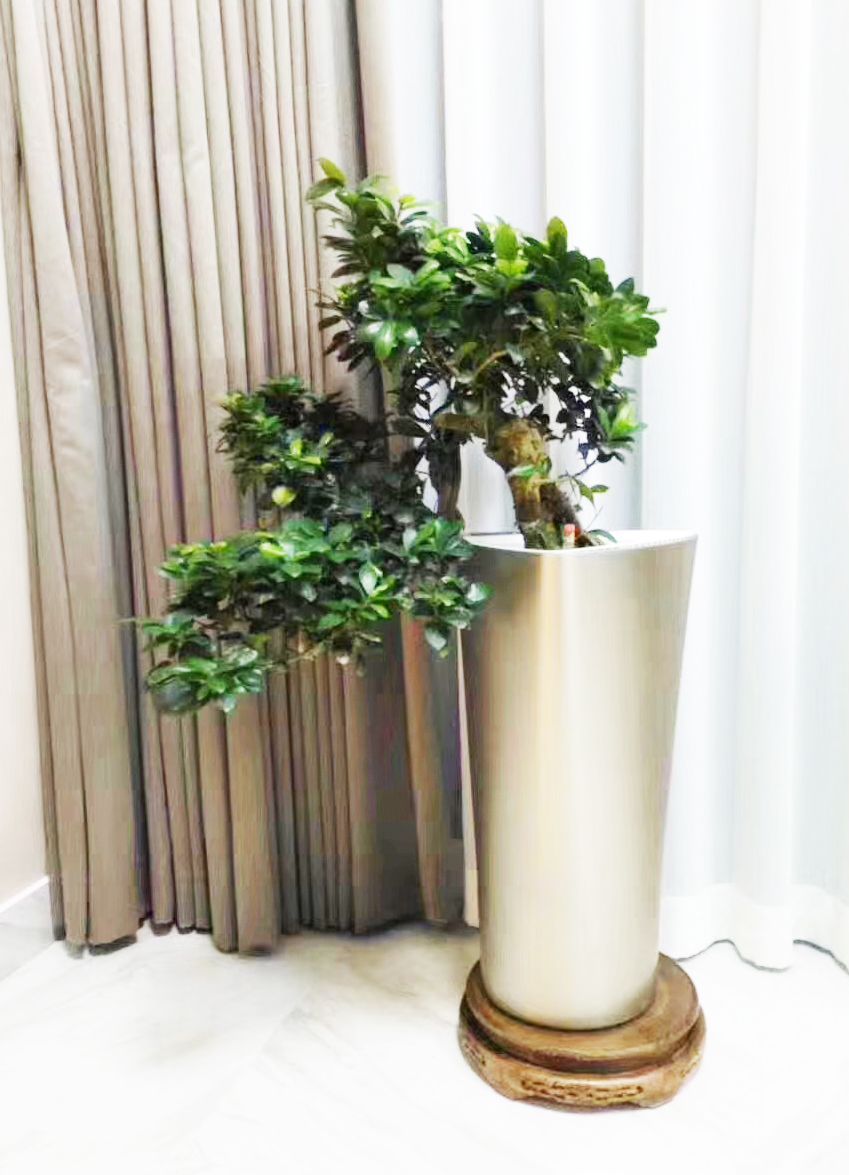榕树盆景