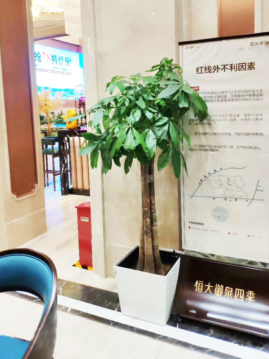 长假期间办公室的绿植怎么办？