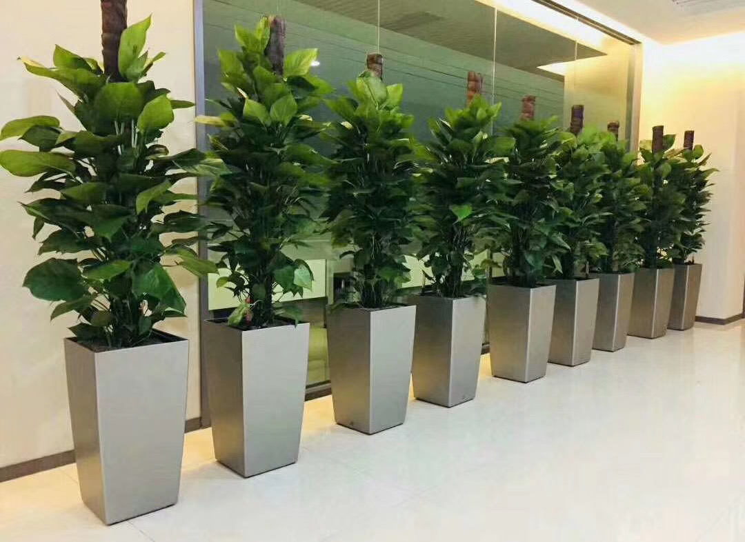 上海绿植租摆中最受欢迎的三种植物