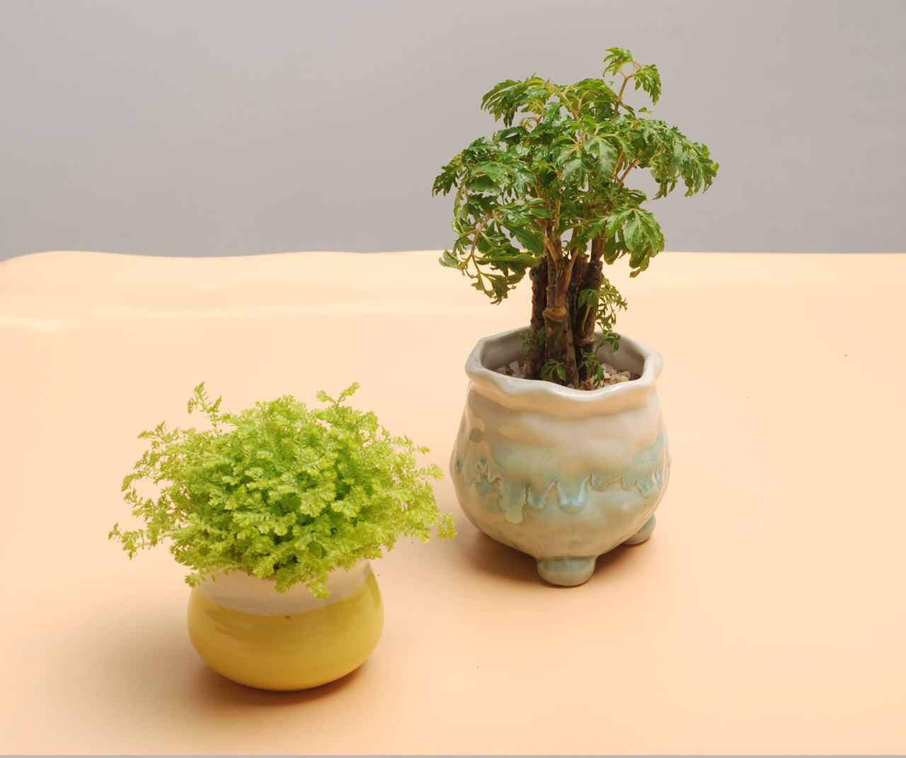 黄金草+福禄桐