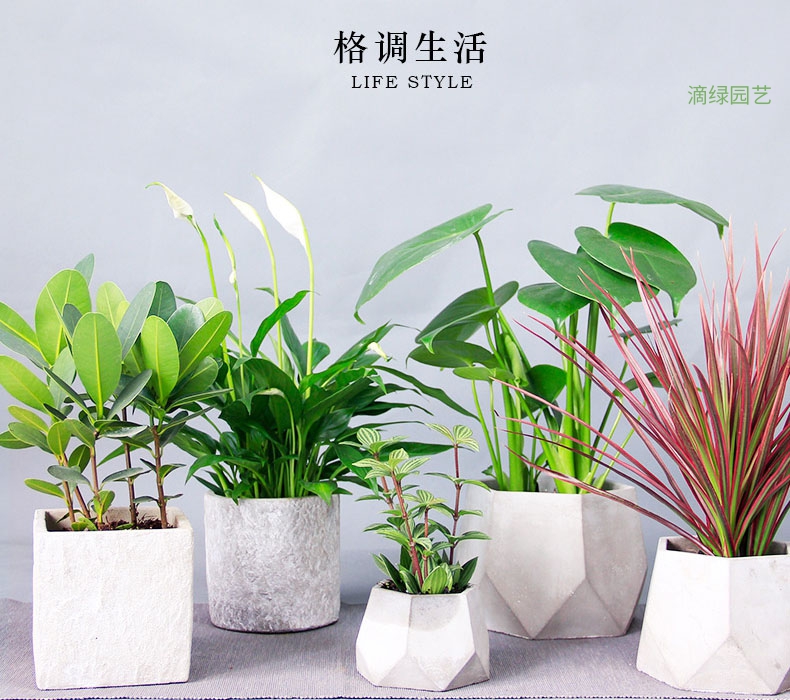 办公桌上合适养这8种花！