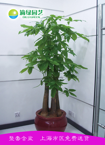 办公室绿植蝴蝶兰 办公室绿植蝴蝶兰