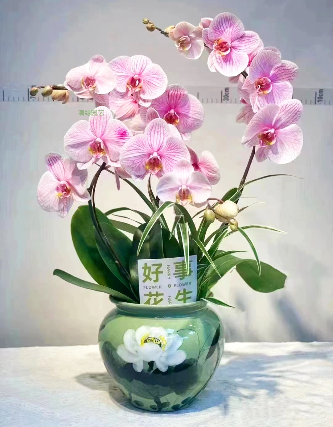 三支蝴蝶兰-粉红