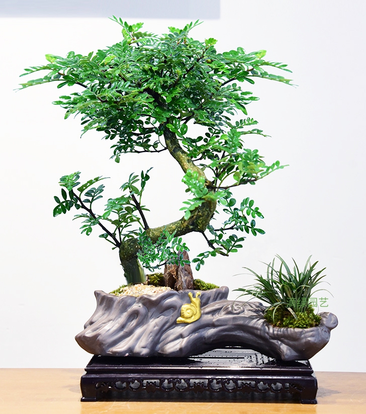 清香胡椒木+菖蒲组合