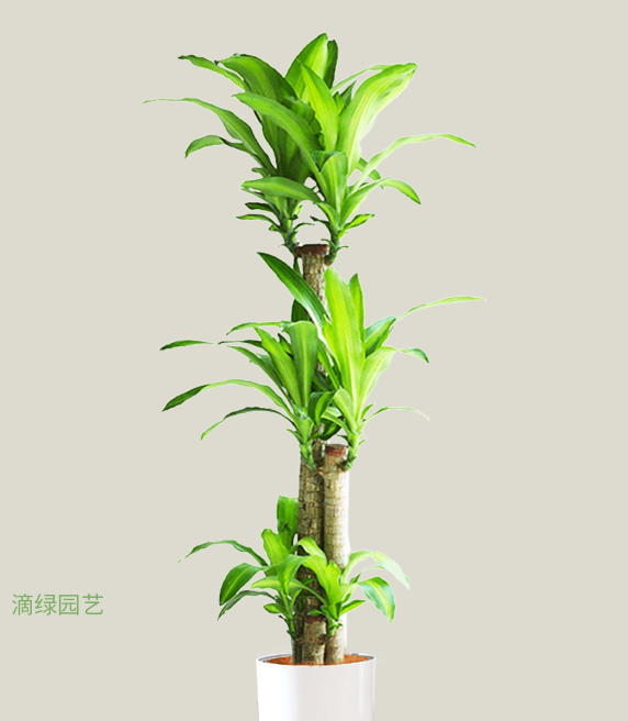 步步高巴西木