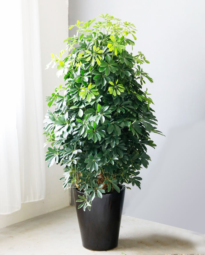 鸭脚木