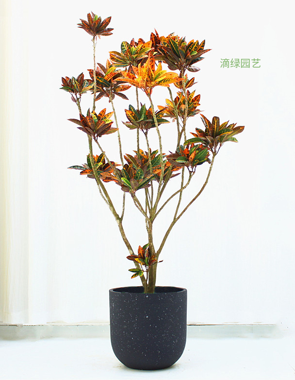 造型变叶木