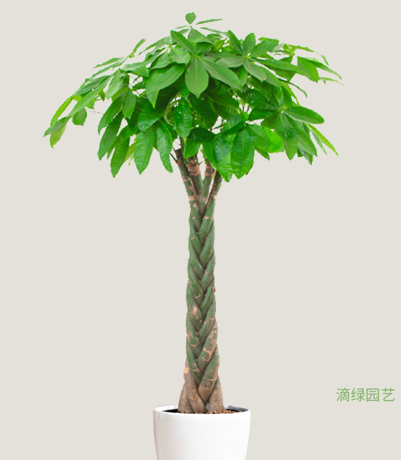 辫子发财树