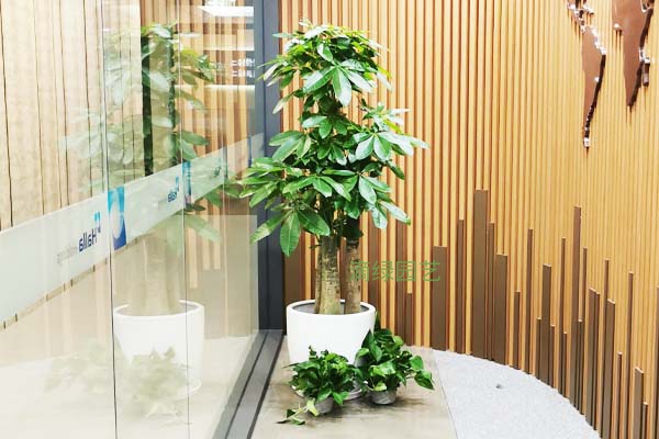 办公室绿植发财树