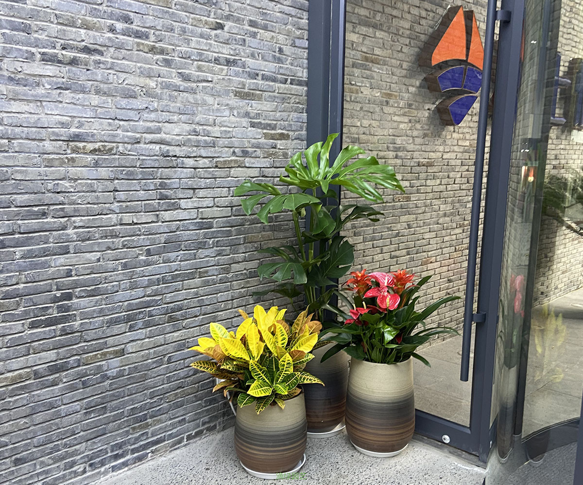 爱士惟科技绿植养护