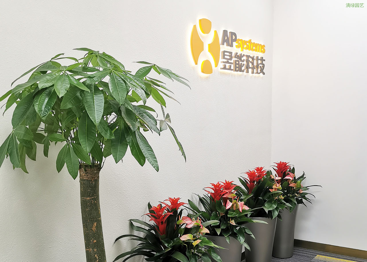 昱能科技上海职场绿植