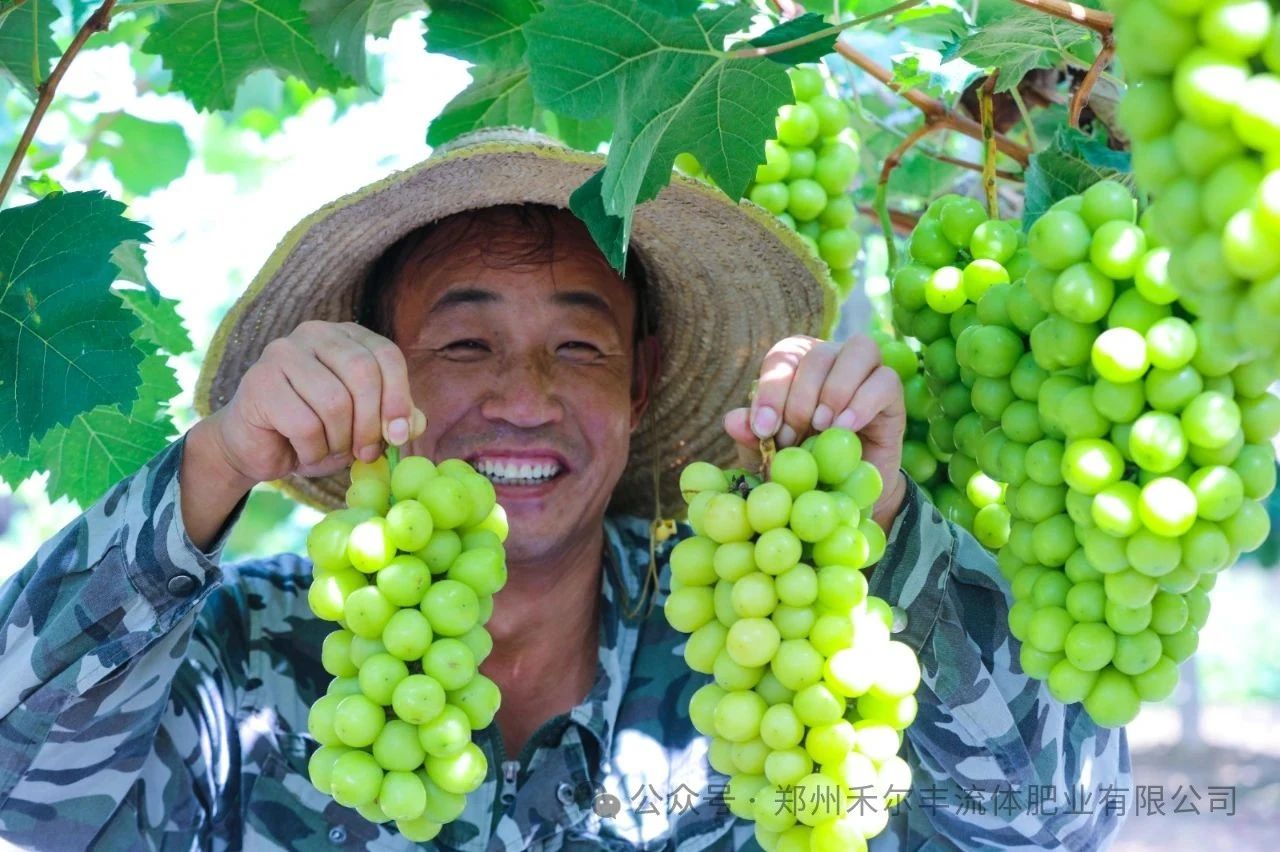 氨基酸水溶肥：作物的"营养快餐"，到底咋吸收的？