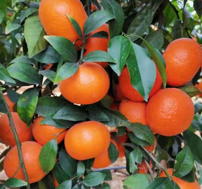 柑橘提质增产的“秘密武器”！氨基酸水溶肥，你用对了吗？
