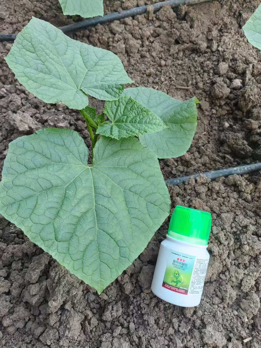 抗逆增产新利器！氨甲环酸“钛”