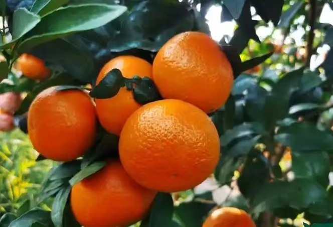 11月柑橘促花着色关键期，科学施肥是核心