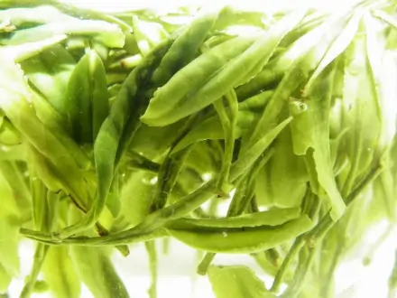二级霍山黄芽