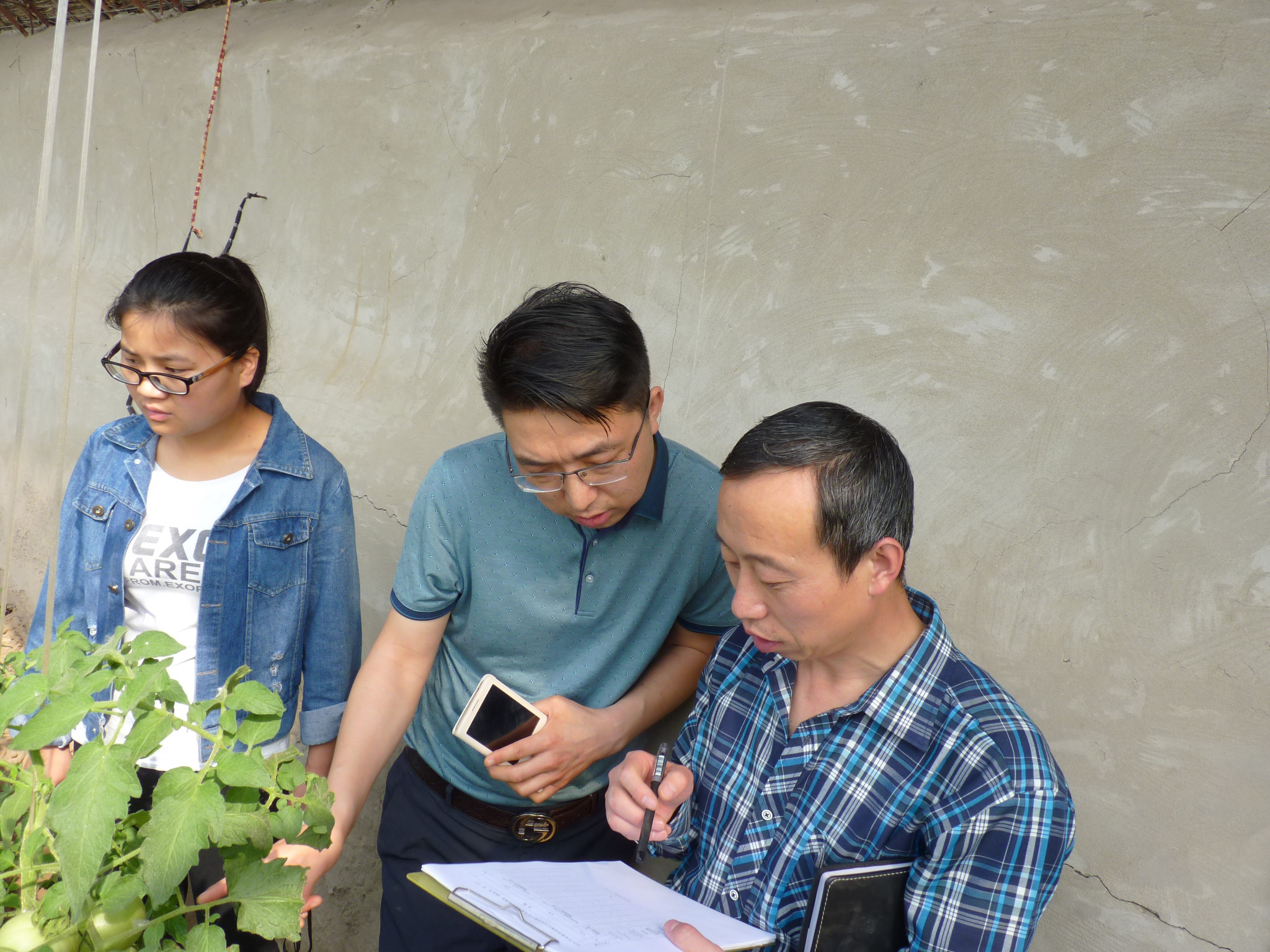 新型腐植酸肥料田间（西兰花）试验