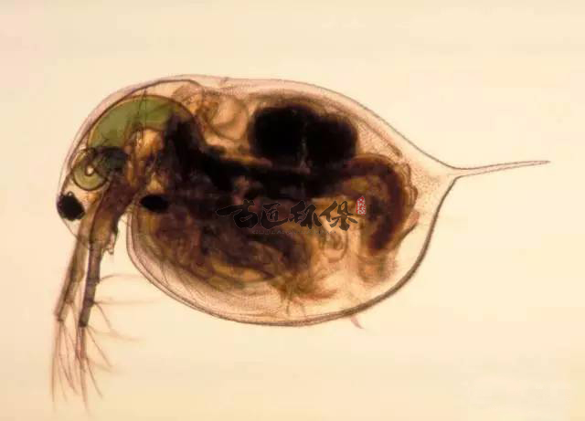 GJHB1号净藻生物种群