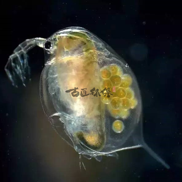 GJHB2号净藻生物种群