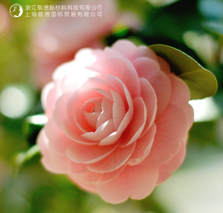 红椿