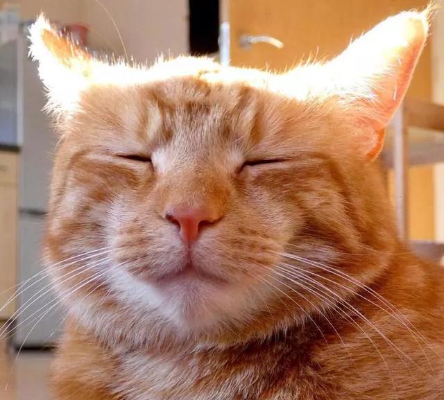 给猫做绝育会恨主人吗？