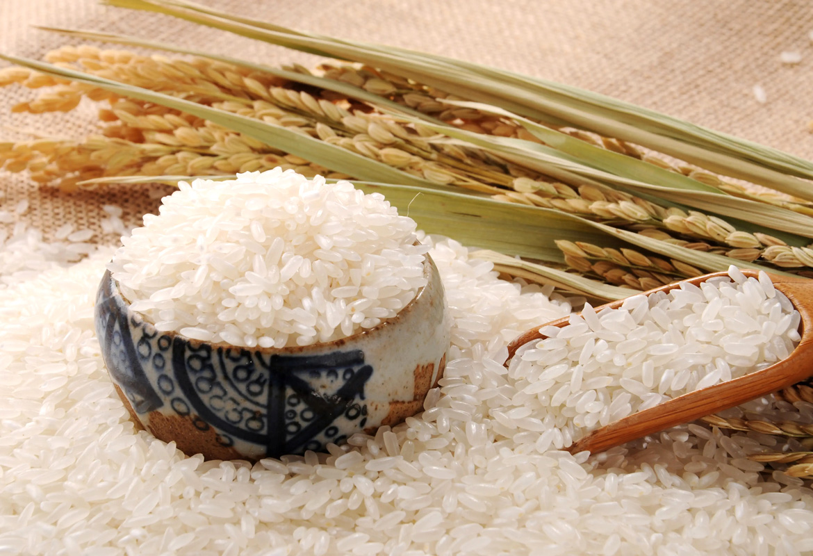 国内水稻发展状况