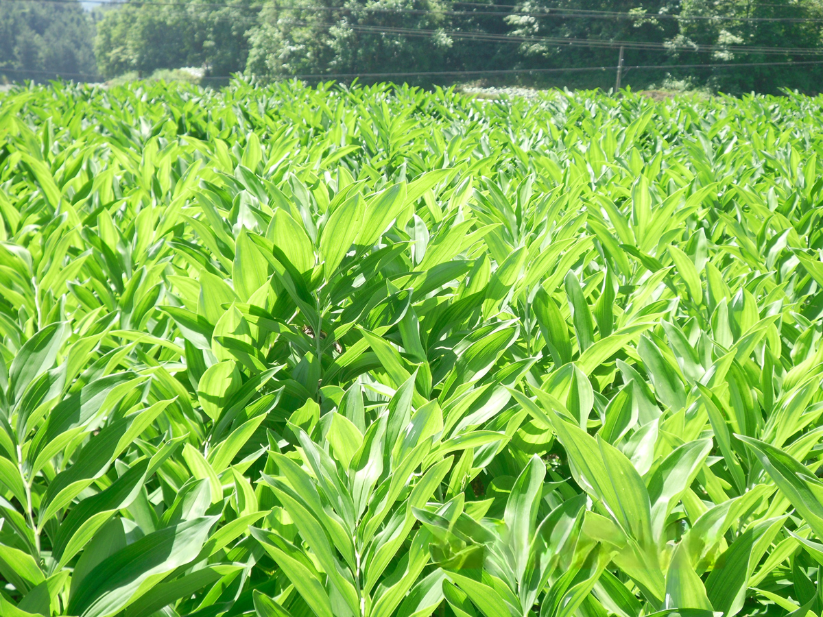 宣恩珠山玉竹种植示范基地