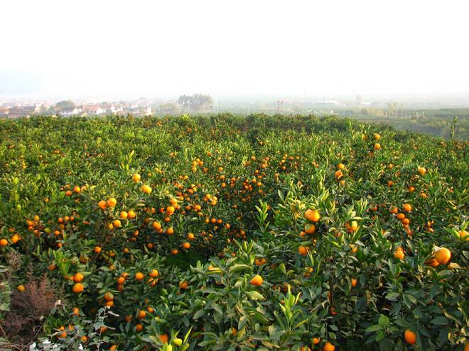 宜都高坝洲蜜桔种植示范基地