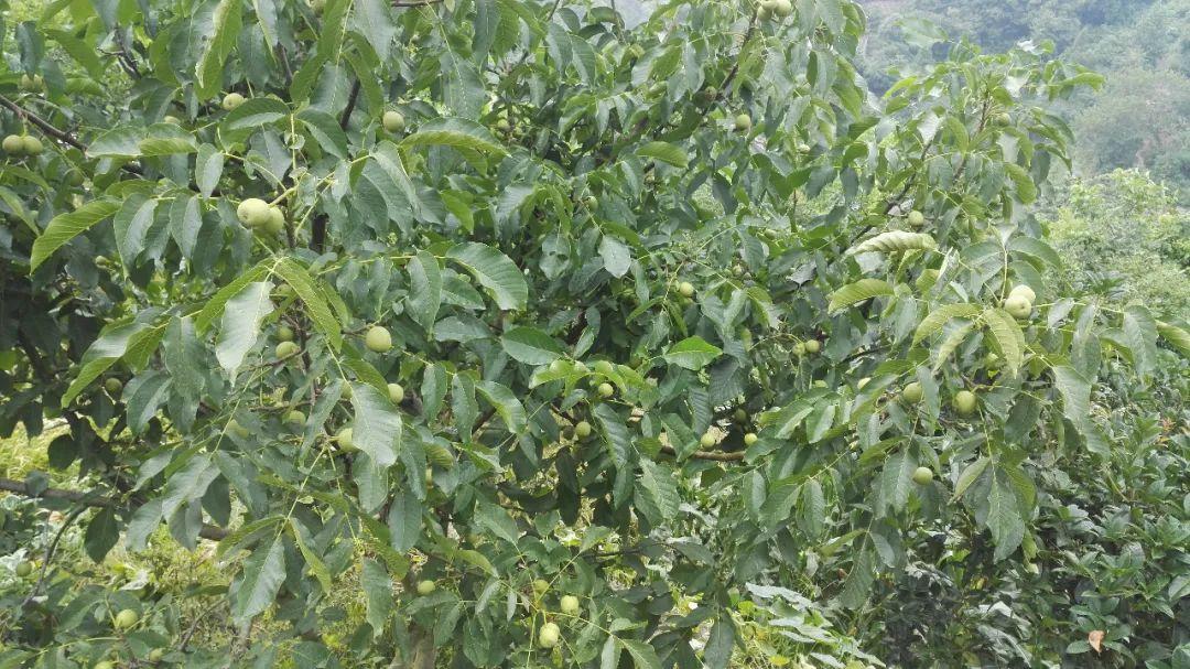 兴山县高岚核桃种植示范基地