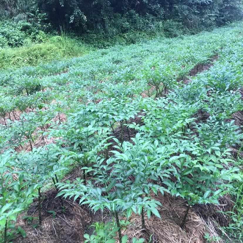 恩施板桥镇魔芋种植示范基地