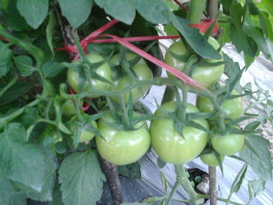 温州大棚西红柿种植示范基地