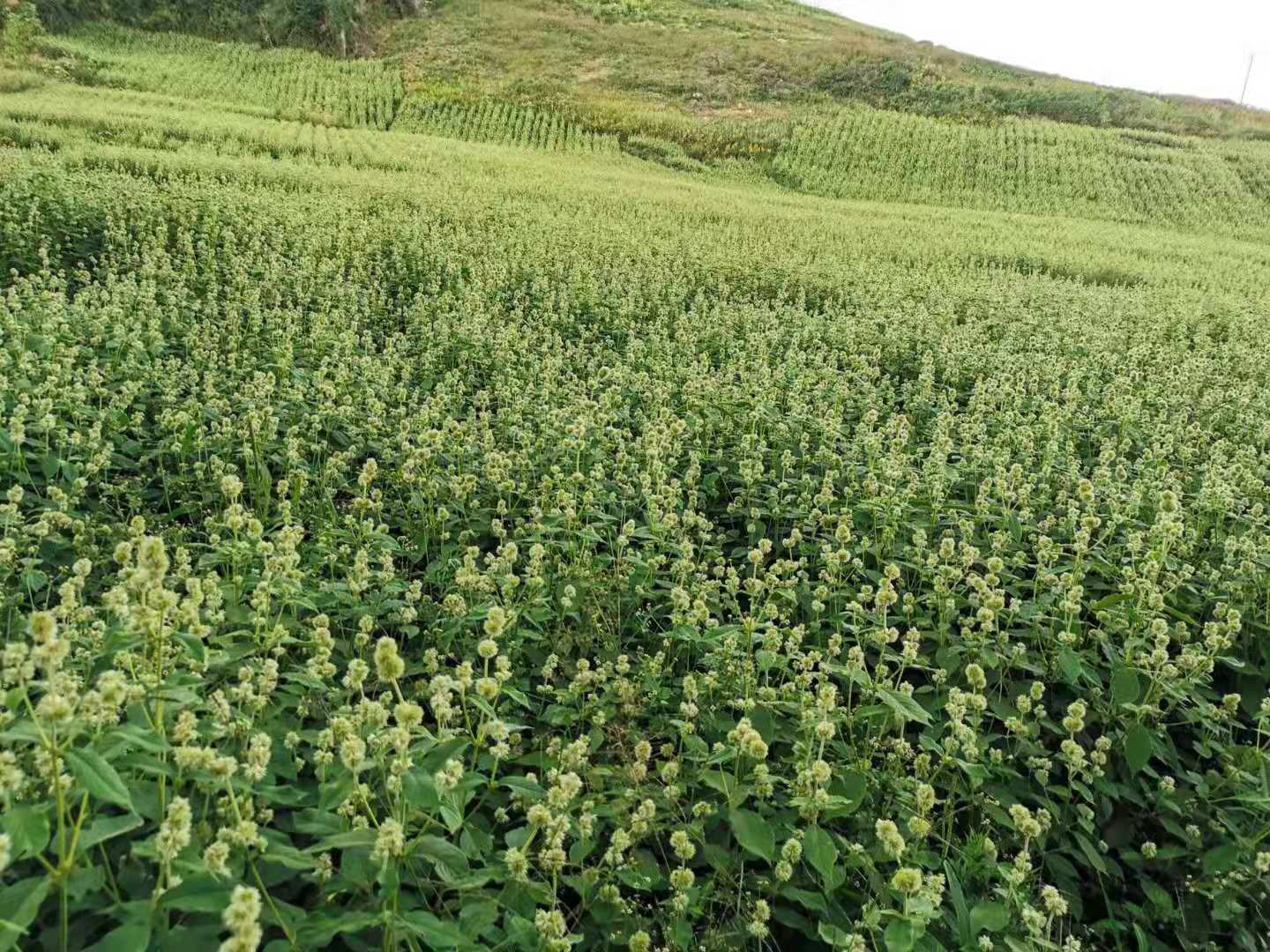 恩施板桥镇牛膝种植示范基地