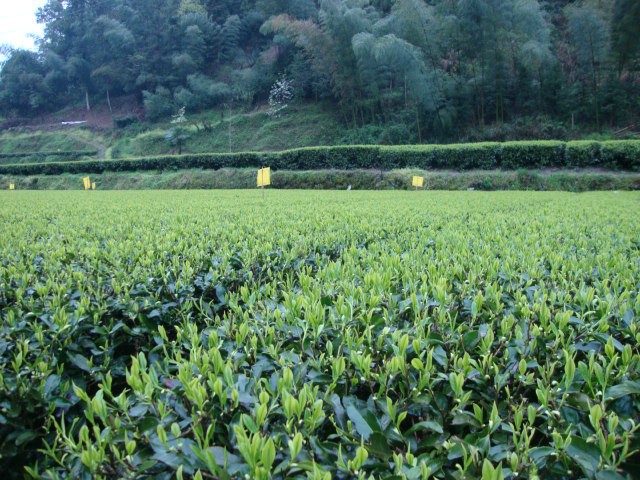 恩施芭蕉乡茶树种植示范基地