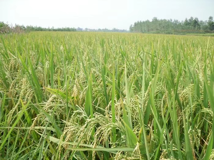 当阳市河溶水稻种植示范基地