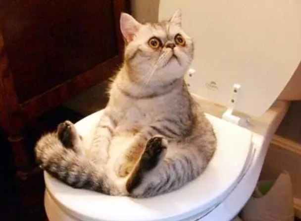 通过猫咪上厕所，了解猫咪的健康状况