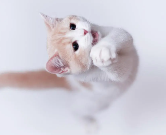 猫主动爬到主人身上是出于什么原因？