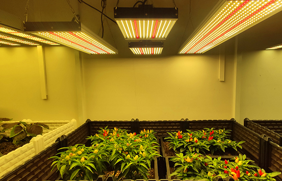 2835灯珠的应用及 led 灯的未来发展