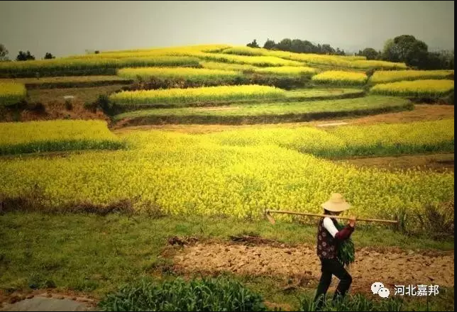 蔬菜种植时间表，送给广大菜农朋友们!